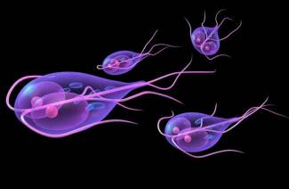 Toxoplazma gondia