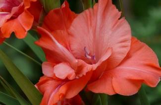İlkbaharda gladioli dikim