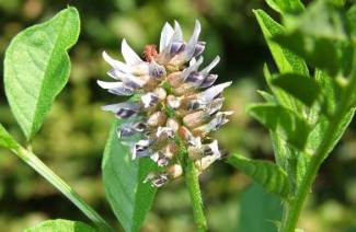 Syrop Lukrecjowy