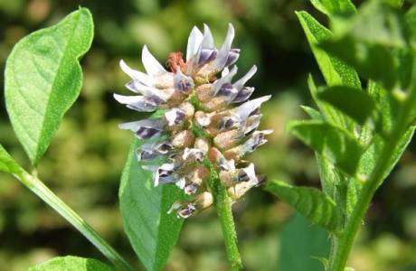 Syrop Lukrecjowy