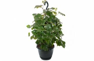 Cissus