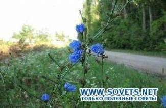 Výhody a poškodenie čakanky