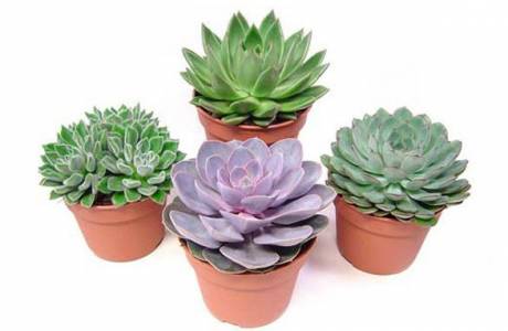 Echeveria
