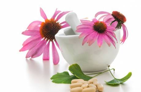 Como tomar tintura Echinacea para aumentar a imunidade