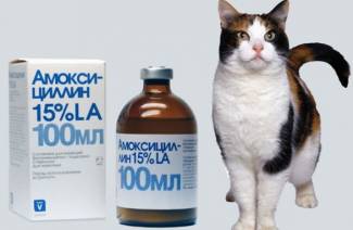 Amoksycylina dla kotów
