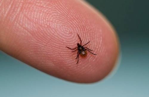 Borreliose