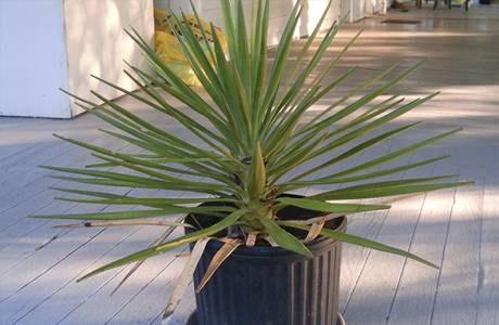 Yucca - domáca starostlivosť