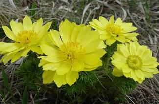 Wiosna Adonis