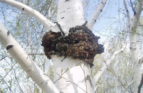 Chaga onkológia