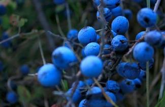 Blackthorn