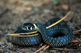 Por que as cobras sonham?
