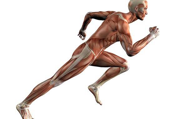 Sistema musculoesquelético