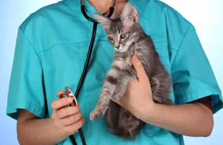 Urolitíase em gatos