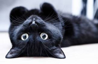 Um gato incrível da Polônia cuida de animais em um abrigo.