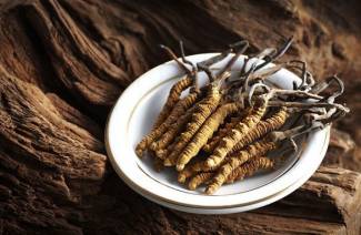 Cordyceps