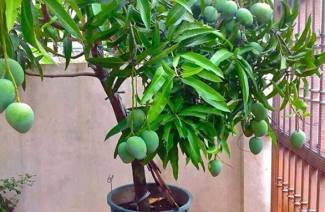 Mango bitki nasıl