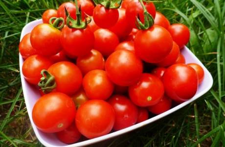 Żółte plamy na liściach pomidorów w szklarni