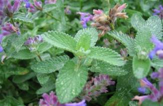 catnip