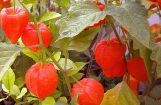 ¿Qué es physalis?