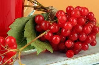 Viburnum από την πίεση