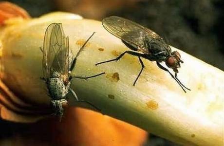 Ako sa vysporiadať s programom Onion Fly