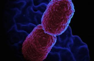 Klebsiella pneumonia