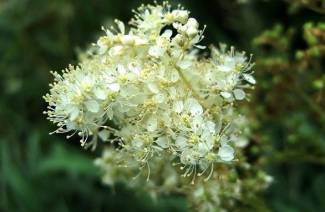 Właściwości lecznicze i przeciwwskazania meadowsweet