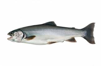 Que tipo de peixe é char