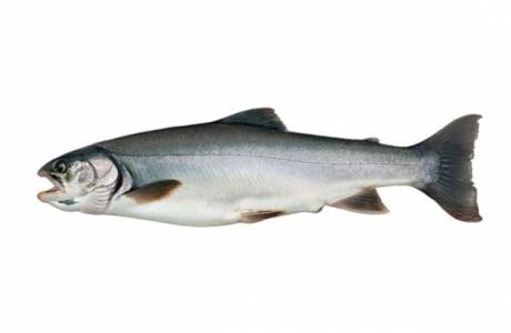 Que tipo de peixe é char
