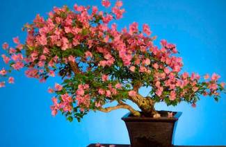 Bougainvillea