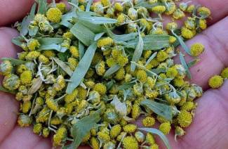 Semilla de citron