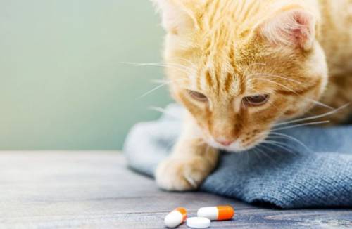 Vitamíny pre sterilizované mačky