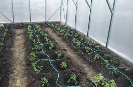 Autowatering w szklarni