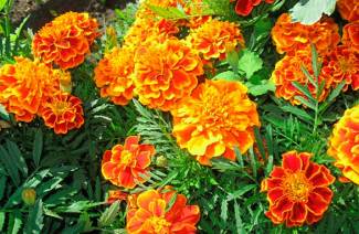 Marigold - cultivo de sementes