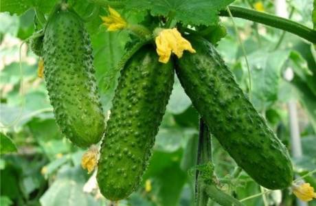Como alimentar pepinos após o plantio no solo
