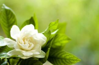 Gardenia jaśmin - opieka domowa