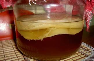 Como crescer o Kombucha do zero