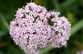 Tintura de Valeriana