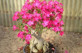 adenium