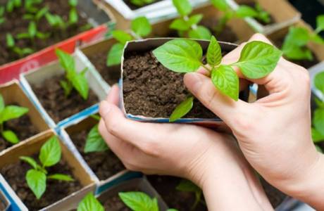 Plantio de pimenta