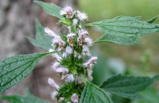 Το βάμμα Motherwort