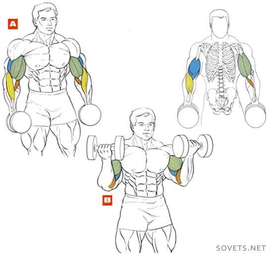 Biceps pompuje w domu