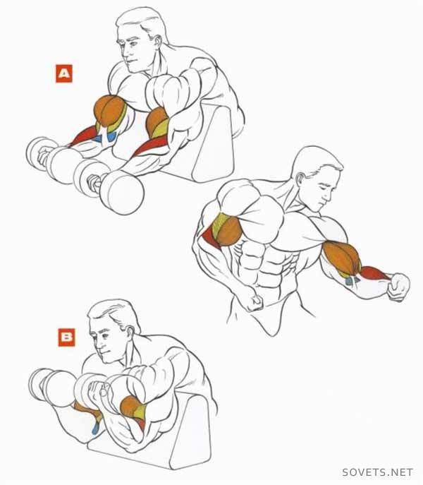 biceps również się kołysze siedząc na desce Scotta