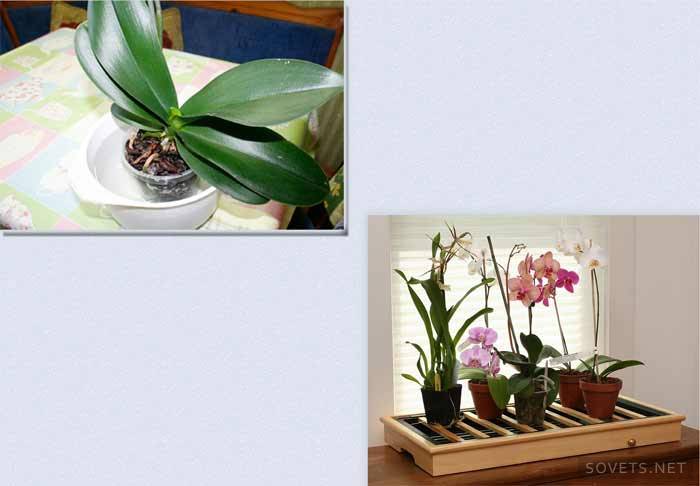 Como regar uma orquídea