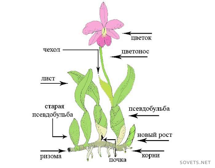 Como transplantar uma orquídea - um diagrama de planta