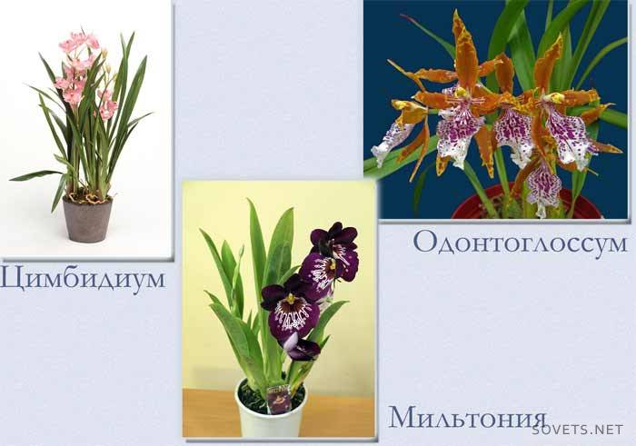 Iluminação para orquídeas - grupo 2