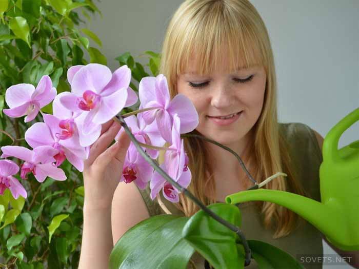 Rega e pulverização de orquídeas