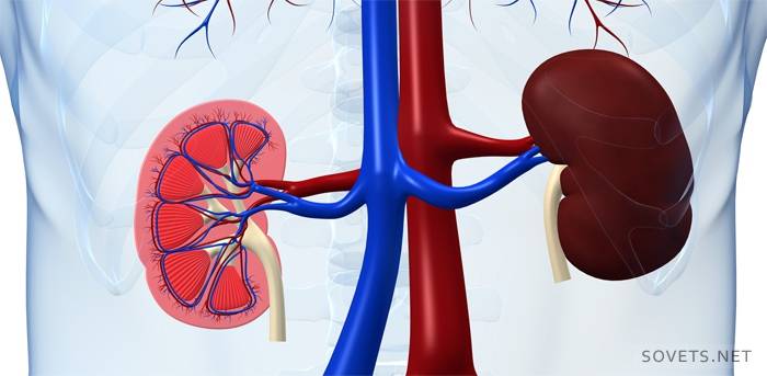 Síntomas de insuficiencia renal crónica