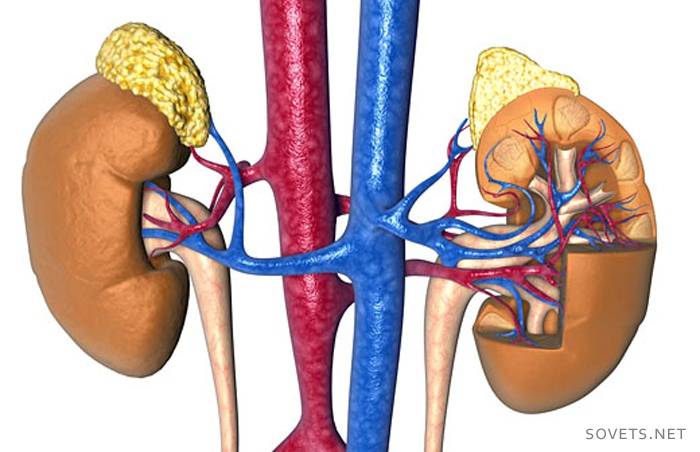 Las consecuencias de la insuficiencia renal.