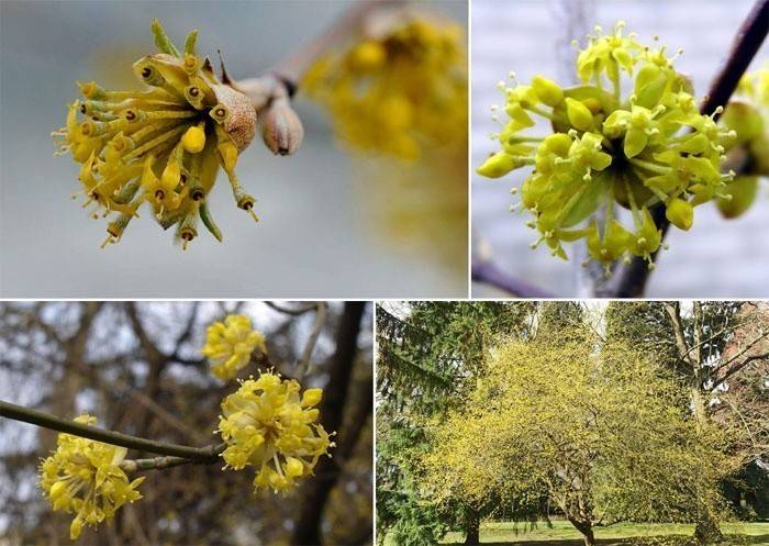 Flores dogwood